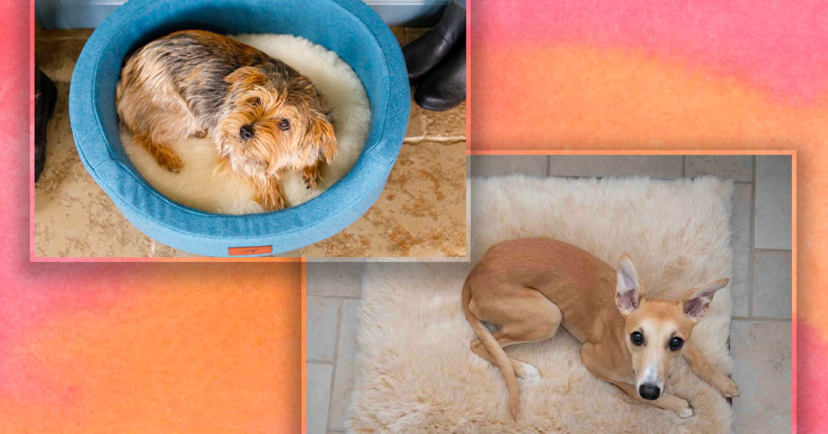Best dog bed 2024 From large to washable and luxury beds The